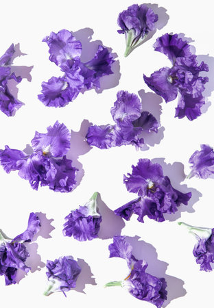 Creative composition made of beautiful iris flowers on white background. Nature concept. Summer...