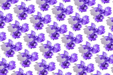 Summer pattern made of beautiful iris flowers on white background. Nature concept. Minimal style. Top view. Flat layの写真素材