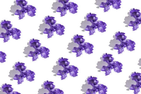 Summer pattern made of beautiful iris flowers on white background. Nature concept. Minimal style. Top view. Flat layの写真素材
