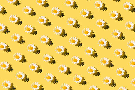 Creative summer pattern made of camomile flower on pastel background. Floral backdrop. Nature concept. Top view. Flat layの写真素材