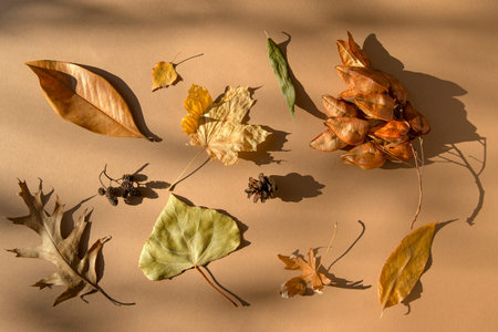 Creative autumn composition made of dried leaves on pastel background with sunlit and shadows. Fall...