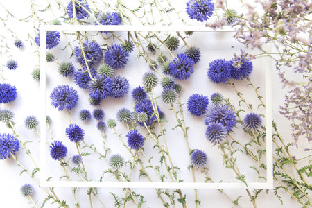 Summer floral composition made of beautiful eryngium flowers and a frame on white background. Nature concept. Selective focus. Flat lay. Top view. Copy space.の写真素材