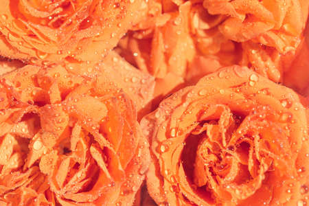 Beautiful orange rose buds with water drops close up. Nature concept. Floral background.の写真素材