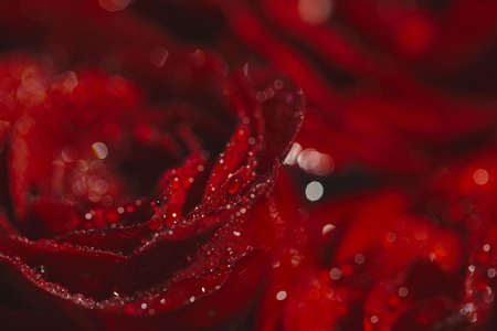 Beautiful dark red rose buds with water drops close up. Nature concept. Floral background. Selective focusの写真素材