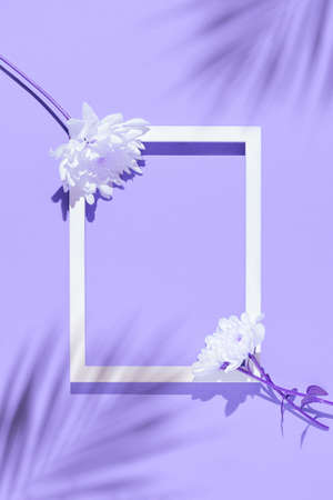 Chrysanthemum flowers and white frame on pastel lilac background. Nature concept. Copy space. Top view. Flat lay.の写真素材