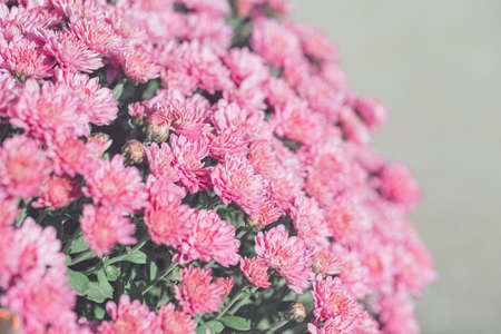 Chrysanthemum flowers close up as a beautiful nature background. Fall theme concept backdrop. Selective focusの写真素材