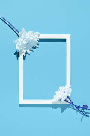 Chrysanthemum flowers and white frame on blue background. Nature concept. Top view. Flat lay. Copy spaceの写真素材