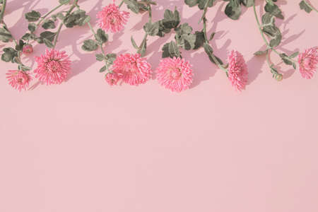 Creative layout made of chrysanthemum flowers on pastel background. Beautiful floral backdrop. Nature consept. Idea for seasonal cards and web design. Selective focusの写真素材