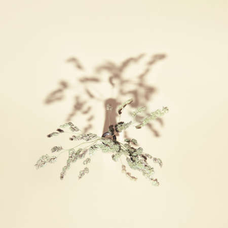 Dried herb branch in a vase on pastel beige background with shadow. Minimal style sunlit composition. Nature concept. Top viewの写真素材