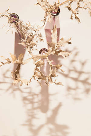 Dried branch in a vase on pastel beige background with shadow. Minimal style sunlit composition. Nature concept. Top viewの写真素材