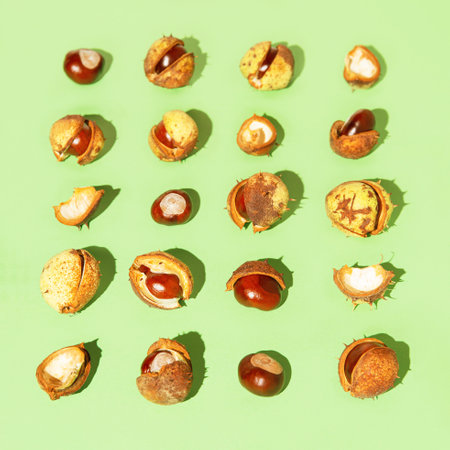 Creative composition made of chestnuts close up on sunlit green background. Nature consept. Falll and autumn themeの写真素材