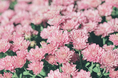 Chrysanthemum flowers close up as a beautiful nature background. Fall theme concept backdrop. Selective focusの写真素材