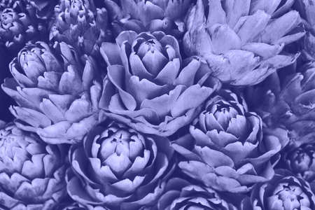 Artichokes at the market close up. Food ingredient background. Vegetable backdrop. Healthy diet concept. Inspired by color of the year 2022の写真素材