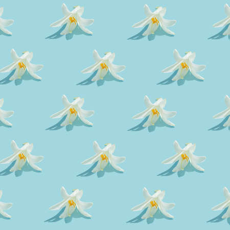 Creative summer floral pattern made of beautiful white lily flowers on pastel blue background with shadows. nature concept. Idea for 8 March cardの写真素材