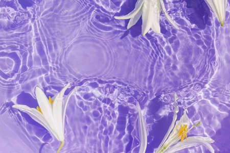 White lily flowers in lilac transparent water. Beautiful summer floral composition with sun and shadows. nature concept. top view. selective focusの写真素材