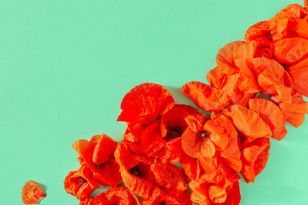 Creative composition made of red poppies on pastel green background. nature concept. Summer layout...