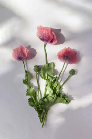 Creative summer composition made of poppies flowers on white background with shadows. Beautiful floral layout. nature concept. top view. flat lay.の写真素材