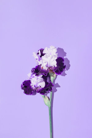 Creative floral composition made of beautiful iris flower on pastel violet background. nature...