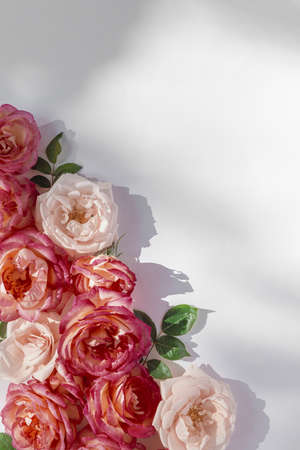 Floral composition made of beautiful pink rose buds lying on white background with sunlight. nature concept. summer theme. minimal style. top view. flat layの写真素材