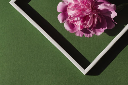 Creative layout made of pink peony flower on green background with white frame. abstract composition. flat lay. top view. nature concept.の写真素材