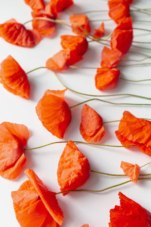 Creative composition made of red poppies on white background. nature concept. Summer floral...