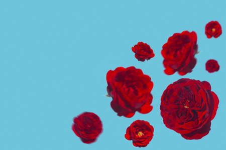 Creative floral composition made of red flying rose flower buds against pastel blue background. Minimal nature concept. beauty or greeting card theme.の写真素材