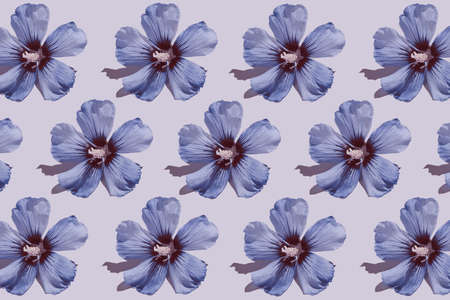 Floral pattern made of beautiful blue hibiscus flowers on pastel background. minimal style. nature concept.の写真素材