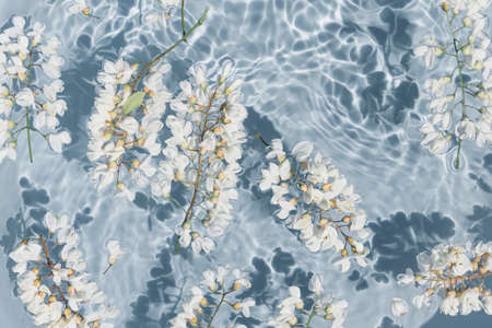 White acacia flowers in blue transparent water. Summer floral composition with sun and shadows. nature concept. top view. selective focusの写真素材