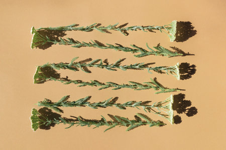 Yarrow flowers lying on sunlit table for drying. Alternative medicine and homeopathy concept. top view. flat lay.の写真素材