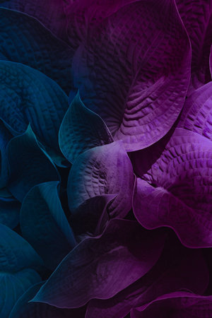 Colorful hosta leaves close up as a beautiful nature background. toned effect