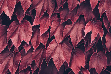 Red autumn leaves close up as a beautiful nature background. fall conceptの写真素材