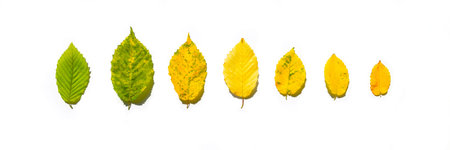 Creative composition made of dried leaves on white sunlit background. Autumn, fall, thanksgiving day...