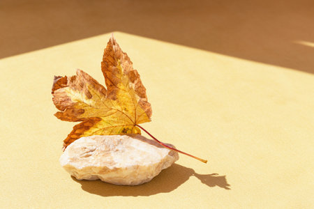 Minimal style composition made of dried maple leaf and stone on pastel sunlit background with sunlit and shadow. Autumn, fall, thanksgiving day concept.の写真素材