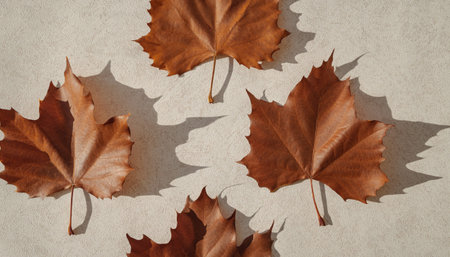 Minimal style composition made dried of maple leaves on pastel sunlit background with shadow....