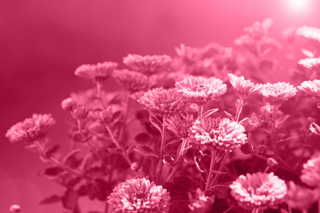 Chrysanthemum flowers close up as a beautiful nature background. Fall theme concept backdrop. selective focus. Color of the year 2023 inspiredの写真素材