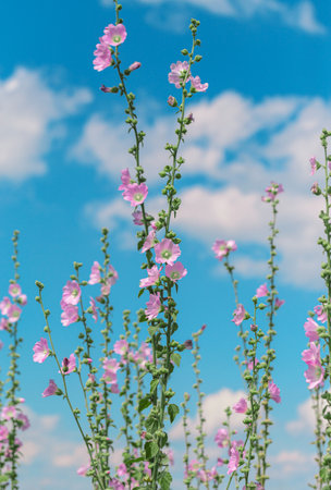 Beautiful pink mallow flowers closeup against blue sky with clouds. nature floral background.の写真素材