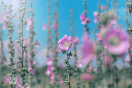 Beautiful pink mallow flowers in the meadow closeup against blue sky with clouds. nature floral...