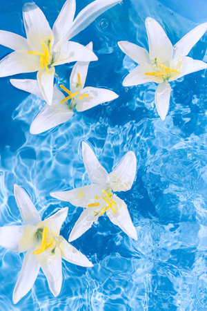 White lily flowers in blue transparent water. Beautiful summer floral composition with sun and shadows. nature concept. top view. selective focusの写真素材