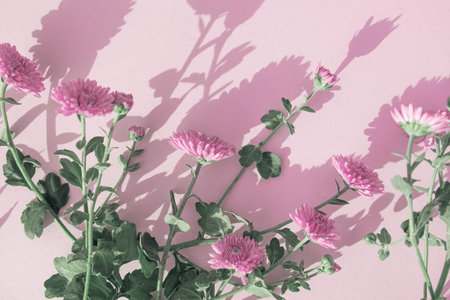 Creative layout made of chrysanthemum flowers on pastel background. Beautiful floral backdrop....