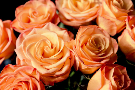 Bouquet of beautiful rose flowers close up. Abstract background for seasonal cards, posters, blogs and web design. Romantic and love concept.の写真素材