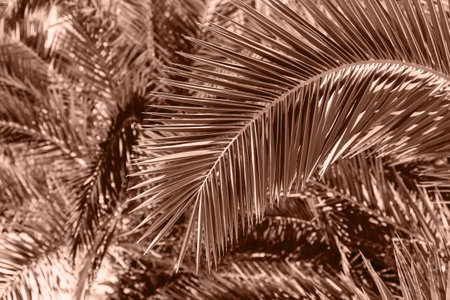Date palm tree branch close up. Nature concept background.の写真素材