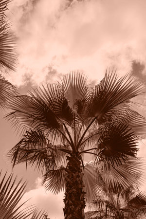 Palm tree next to the sky with clouds. Beautiful nature background for posters, blogs, web design. Summer vacation concept.の写真素材