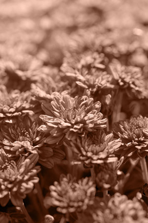 Chrysanthemum flowers close up as a beautiful nature background. Fall theme concept backdrop. Selective focus.の写真素材