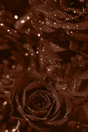 Beautiful dark rose buds with water drops close up. Nature concept. Floral background. Selective focus. Color of the year 2025 inspiredの写真素材