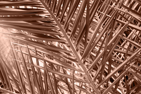Date palm tree branches close up. Nature concept background. Color of the year 2025 inspiredの写真素材