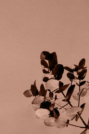 Eucalyptus branch closeup. Nature concept.の写真素材