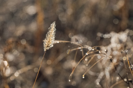 Dry grass with water drops closeup. Nature concept background. Natural colorsの写真素材