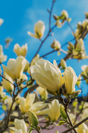 Beautiful yellow magnolia flowers against a bright blue sky. Spring nature concept.の写真素材