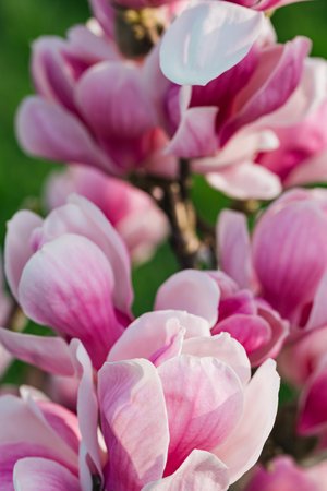 Beautiful magnolia flowers closeup. Blooming bush. Spring nature concept. Selective focusの写真素材