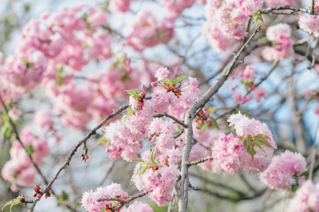 Pink flowers on blooming almond bush. Spring nature concept. Selective focusの写真素材